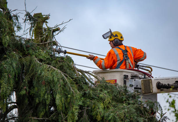  Strasburg, VA Tree Care Pros
