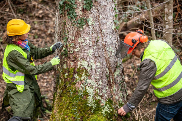 Professional Tree Care in Strasburg, VA