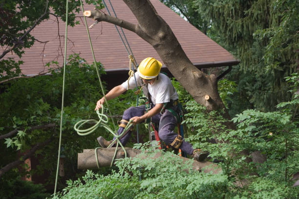 Mulching Services in Strasburg, VA